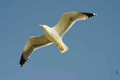 goeland_leucophee_15-2 null