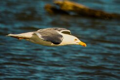 goeland_leucophee_17-2 null