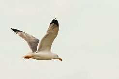 goeland_leucophee_18-2 null