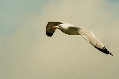 goeland_leucophee_19-2 null