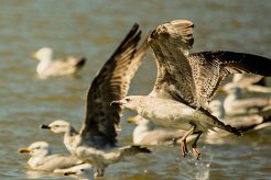 goeland_leucophee_20-2 null
