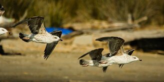 goeland_leucophee_21-2 null