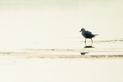 goeland_railleur_01-2 null