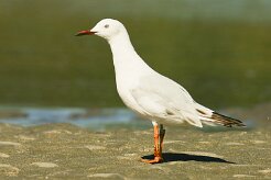 goeland_railleur_10-2 null