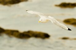 Mouette tridactyle_004_8932 null