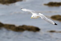 Mouette tridactyle Fjords du Nord-Ouest - Falaises de Latrabjarg