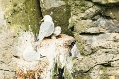 Mouette tridactyle_089_9550 null