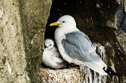 Mouette tridactyle_112_9670 null
