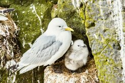 Mouette tridactyle_113_9679 null