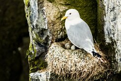 Mouette tridactyle_115_9682 null