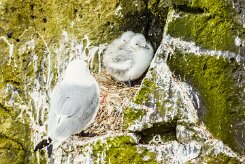 Mouette tridactyle_116_9683 null