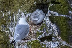 Mouette tridactyle Île de Grimsey