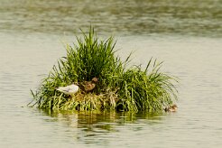 Mouette rieuse_240604_5951-2 null