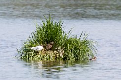 Mouette rieuse Brenne