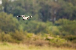 Mouette rieuse_240604_6017-2 null