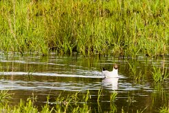 Mouette rieuse_240605_6074-2 null
