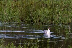 Mouette rieuse Brenne