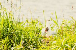 Mouette rieuse_240605_6245-2 null