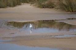 Mouette rieuse_737A1497 null