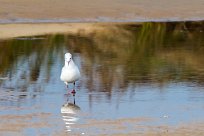 Mouette rieuse Mouette rieuse