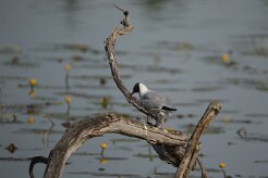 Mouette rieuse_737A1994 null