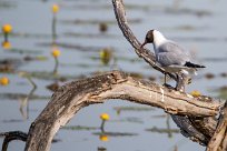 Mouette rieuse Mouette rieuse