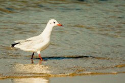 Mouette rieuse_737A6375-2 null