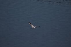 Mouette rieuse_737A6836-2 null