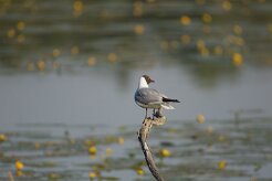 Mouette rieuse_7D2_0069 null