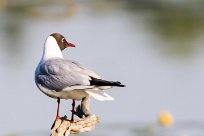 Mouette rieuse Mouette rieuse