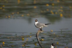 Mouette rieuse_7D2_0071 null