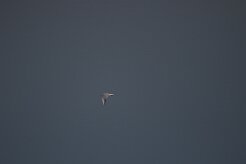 mouette rieuse_737A6710-2 null