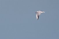 mouette rieuse mouette rieuse