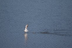 mouette rieuse_737A6879-2 null