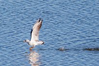 mouette rieuse mouette rieuse