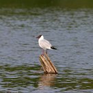 mouette_rieuse_02