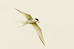 Sterne arctique_041_9158 null