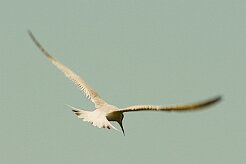 sterne_caugek_13-2 null