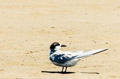 Damara Tern (Sterne des baleiniers)_737A4360-2 null