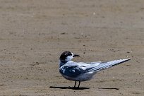 Damara Tern (Sterne des baleiniers) Walvis Bay