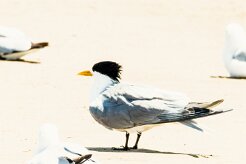 Swift Tern (Sterne huppée)_737A4359 null