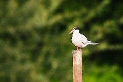 sterne_pierregarin_02-2 null