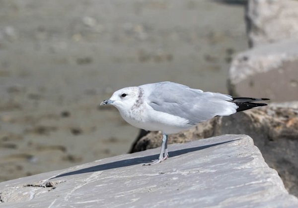 Goéland Cendre