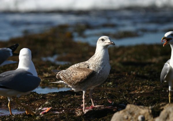 Goéland Leucophee