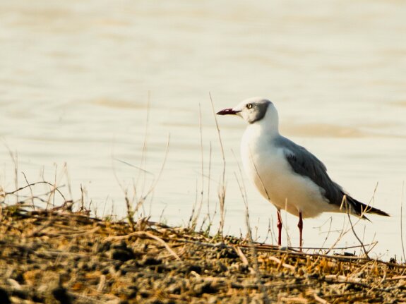 Mouette à tête grise