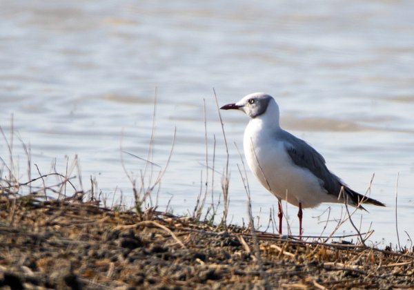 Mouette à tête grise