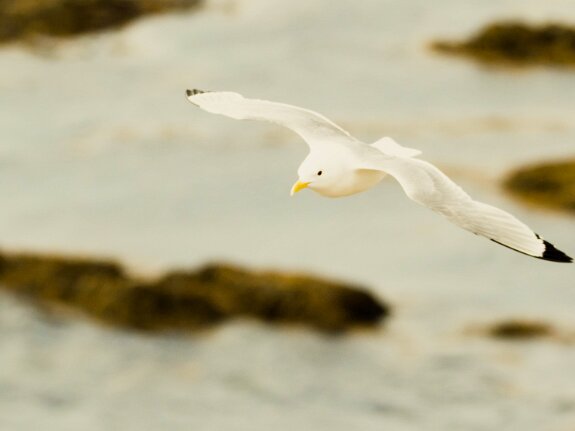 Mouette tridactyle
