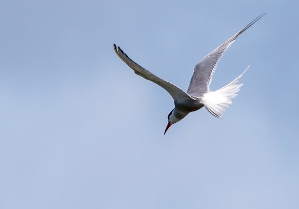 Mouettes rieuses