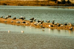 goeland_divers_01-2 null