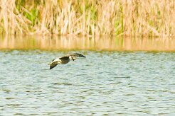 goeland_divers_04-2 null
